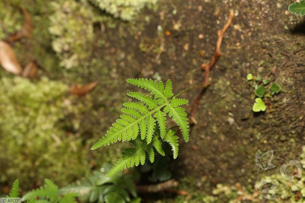 HKBIH - 物種圖片／影片