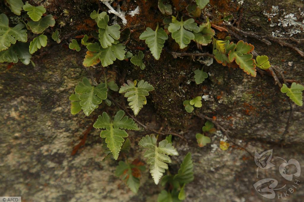 HKBIH - 物種圖片／影片