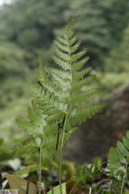 HKBIH - 物種圖片／影片