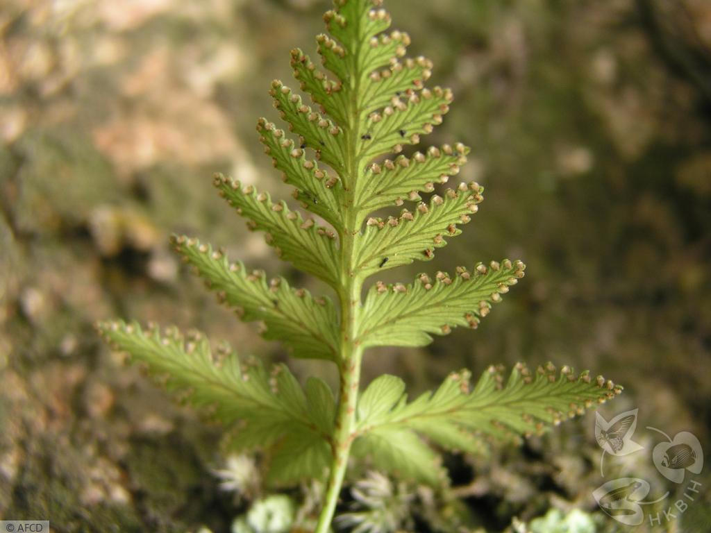 HKBIH - 物種圖片／影片