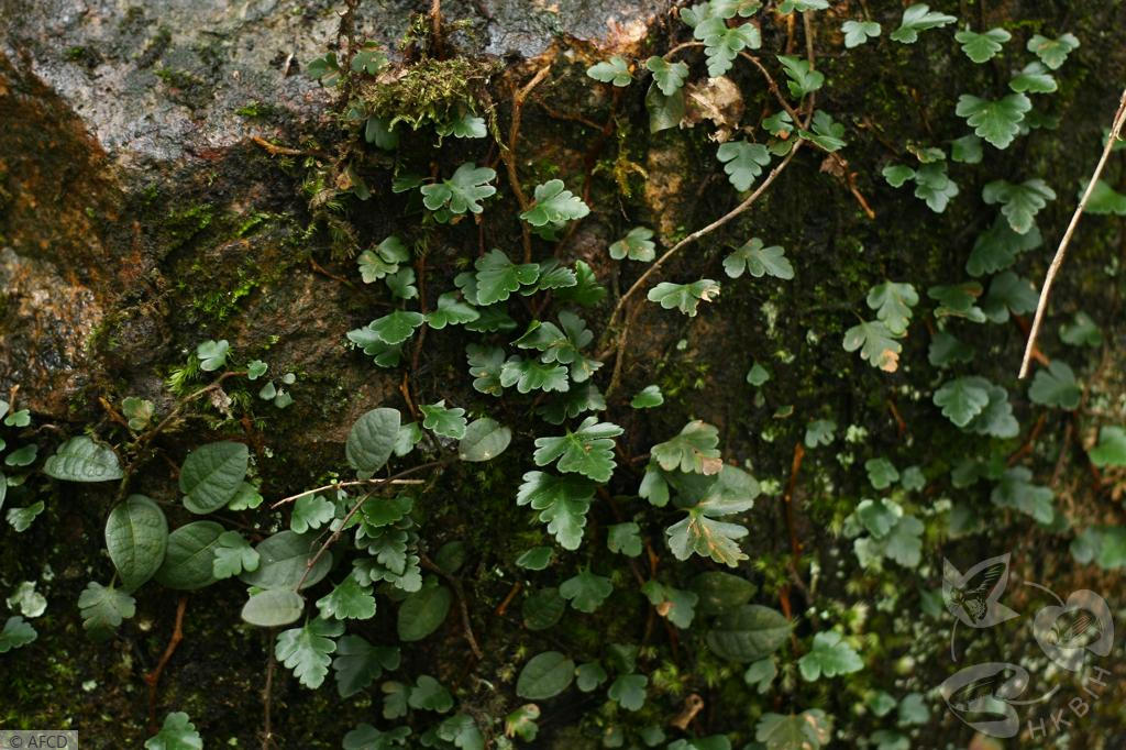 HKBIH - 物種圖片／影片