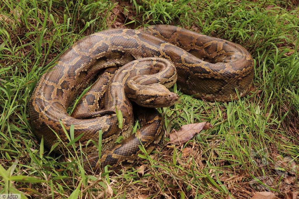 HKBIH - Species Gallery