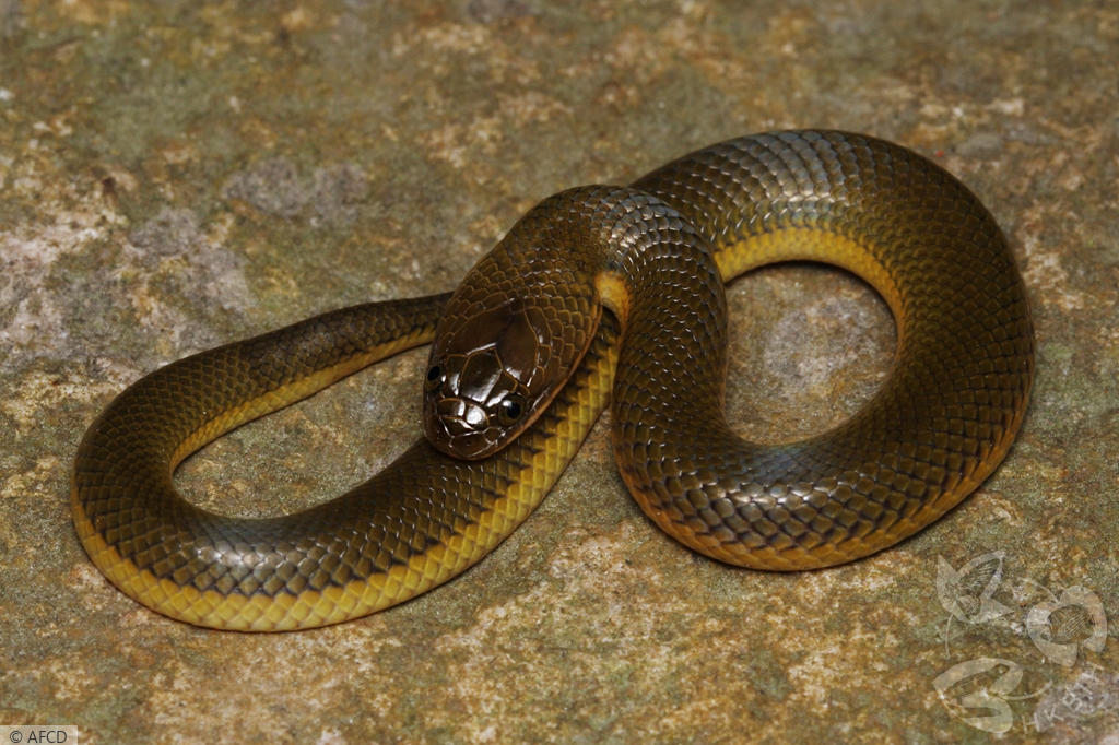 Grey Water Snake - Hypsiscopus plumbea