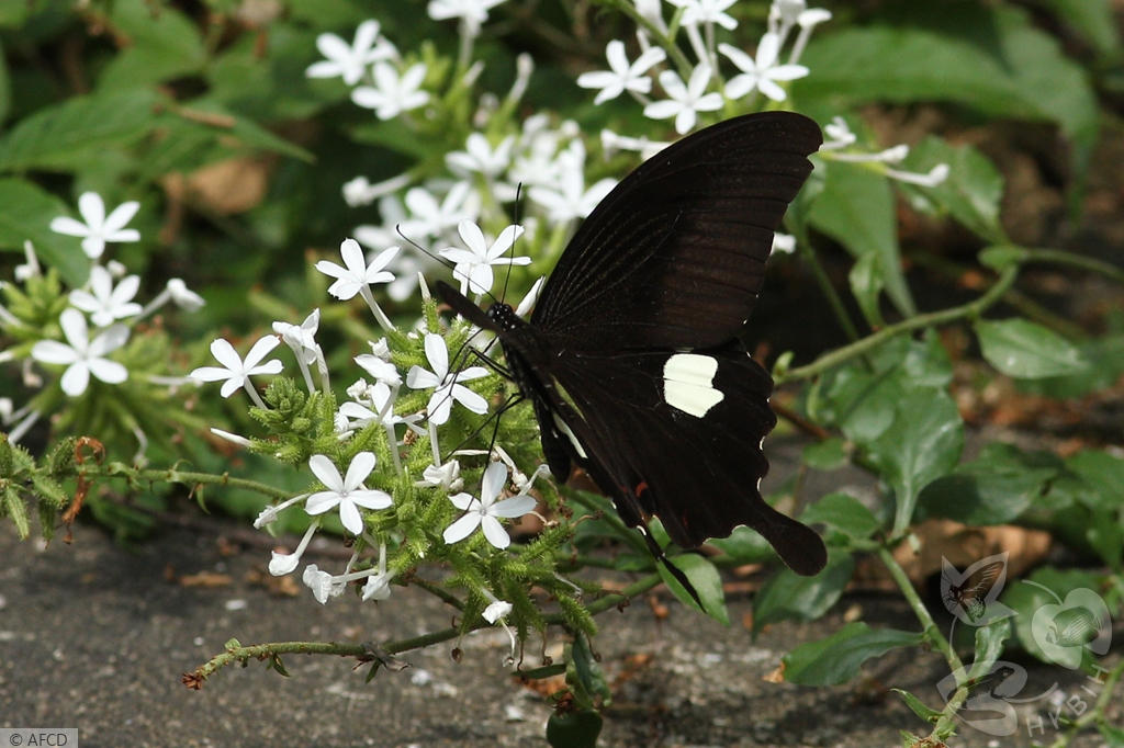 HKBIH - Species Gallery