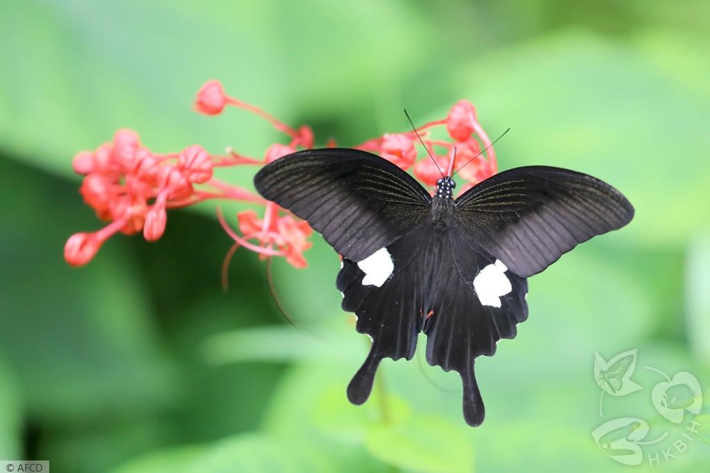 HKBIH - Species Gallery