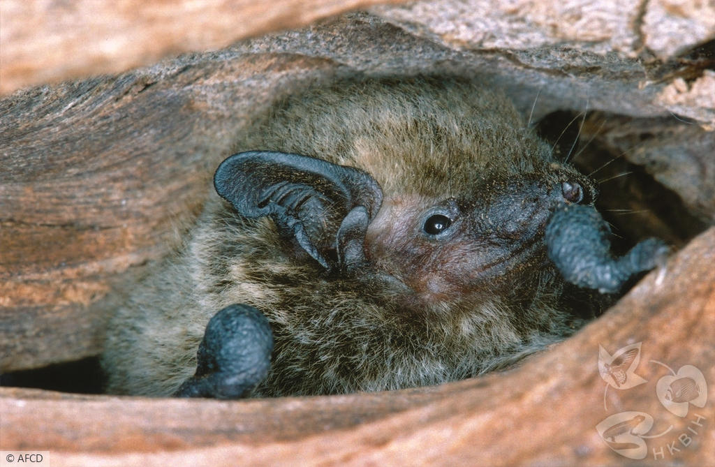 HKBIH - Species Gallery