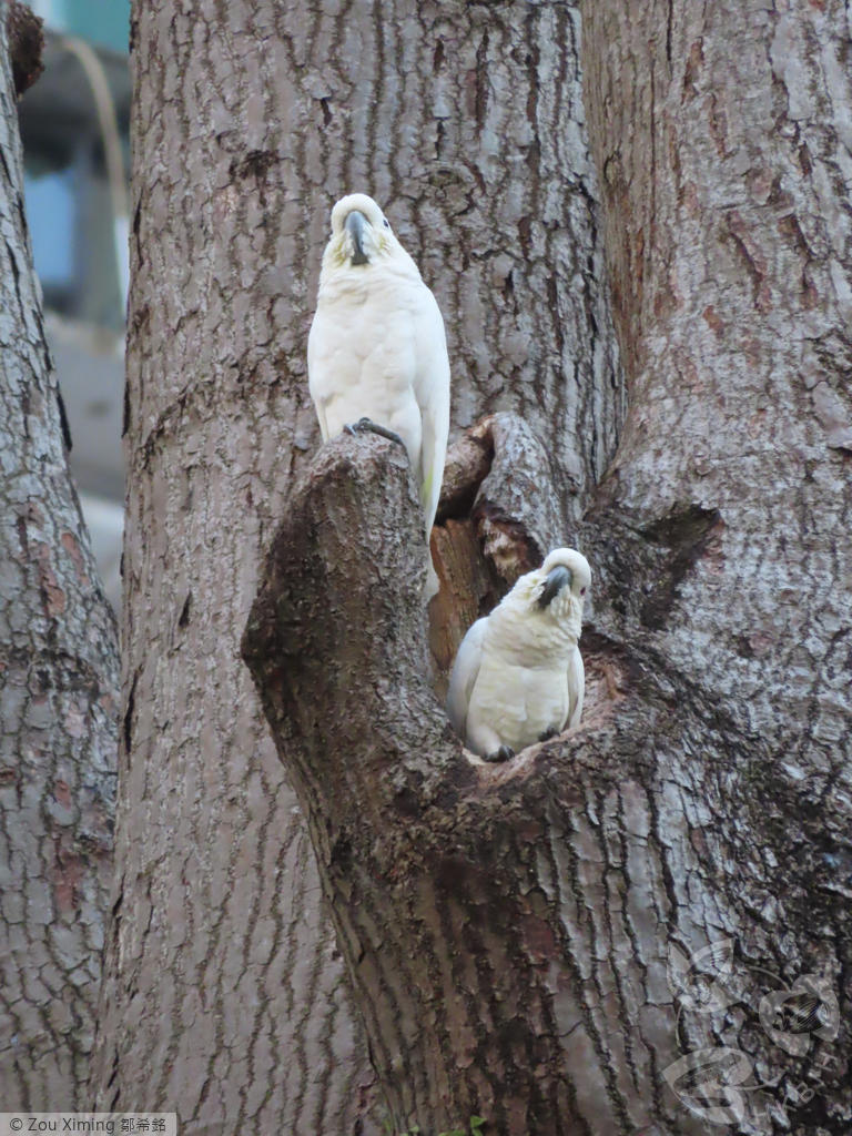 葵花 鹦鹉 英文 (99) 사진