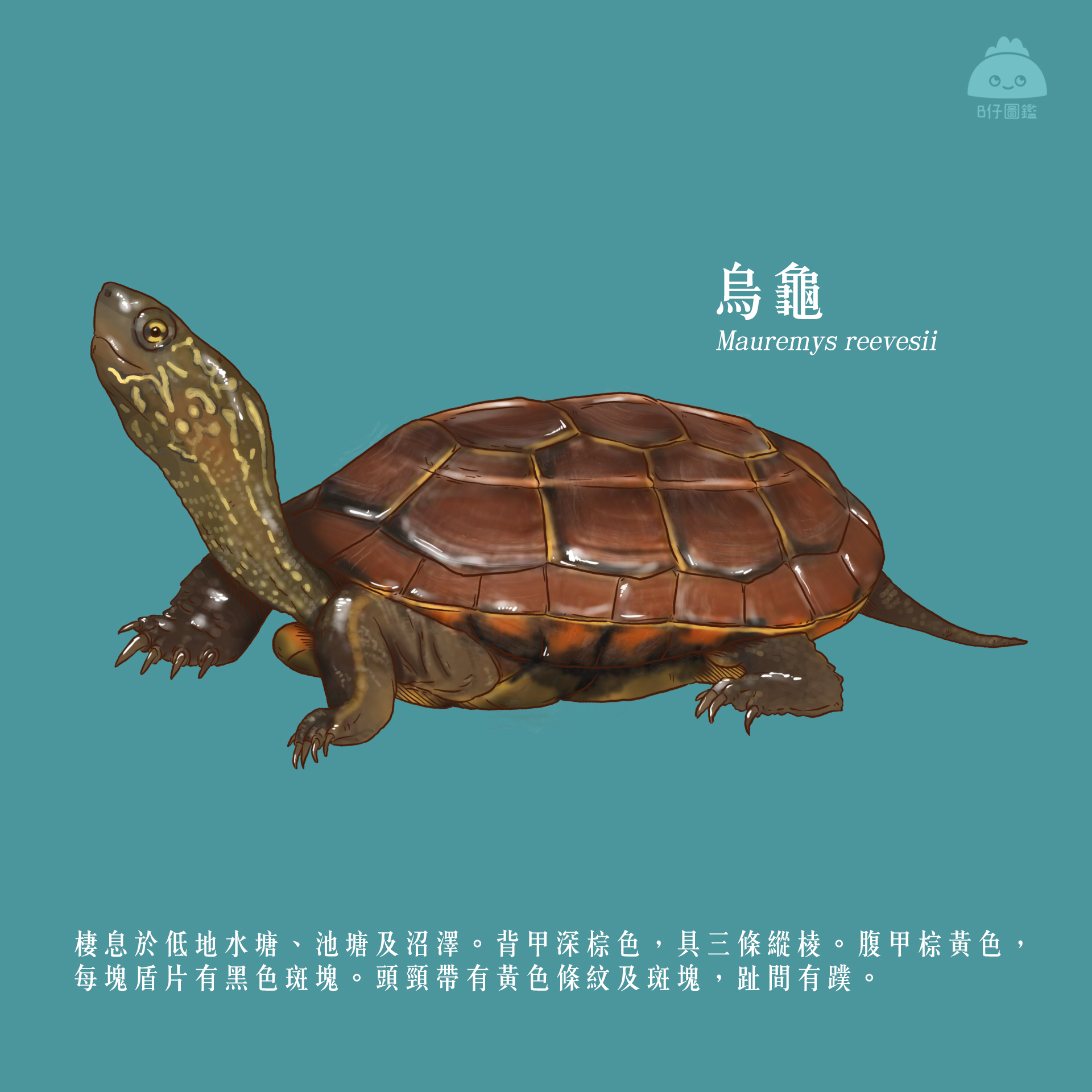 HKBIH - 香港淡水龟篇