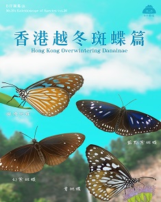 香港越冬斑蝶篇