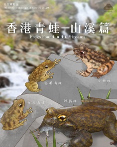 香港青蛙— 山溪篇