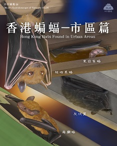 香港蝙蝠— 市區篇