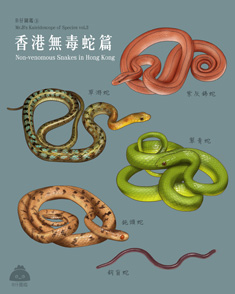 香港無毒蛇篇