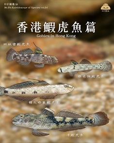 香港鰕虎魚篇