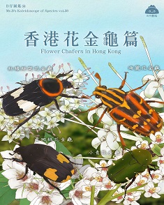 香港花金龜篇