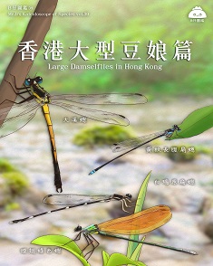 香港大型豆娘篇