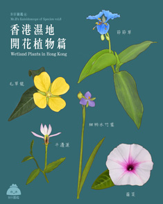 香港濕地開花植物篇