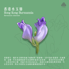 香港水玉簪