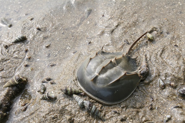 After 450 Million Years, The Chinese Horseshoe Crab Is Now, 41% OFF