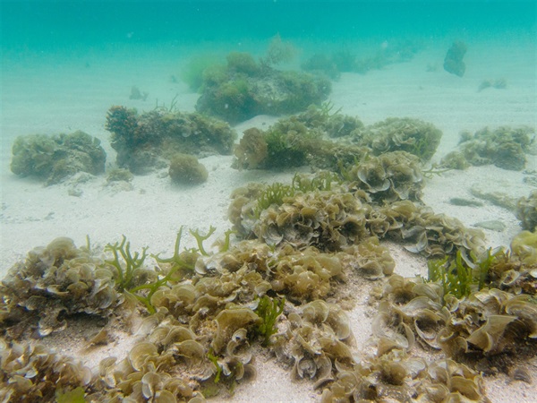 Seaweed assemblages recorded in Ung Kong Wan, Bluff Island in March.