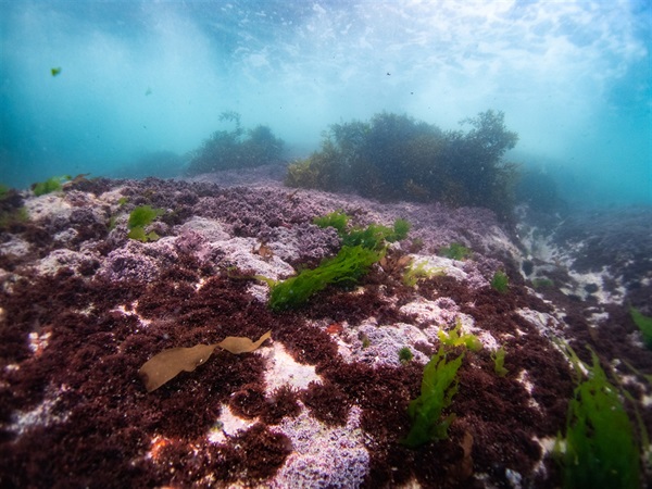 Seaweed assemblages recorded in Shek O in April.