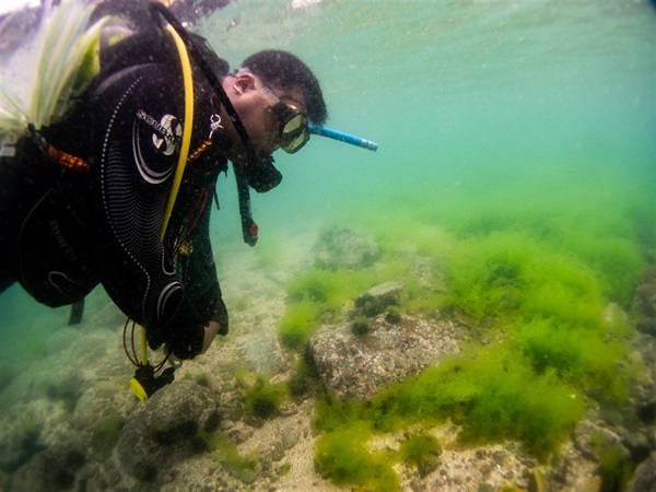 A researcher observing the Ulva bed and sea urchins found in Cape D'Aguilar Marine Reserve.