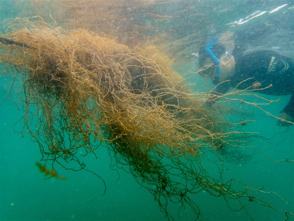 A rare encounter &ndash; a researcher observing a patch of drifted <em>Sargassum horneri</em> found in Hoi Ha Wan Marine Park.