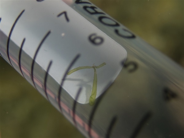 Small specimens must be handled very carefully to avoid losing, finding a piece of seaweed this tiny in the swaying sea is not an enjoyable task.