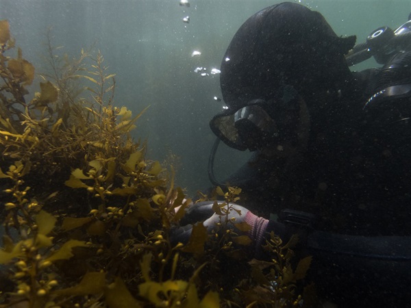 Researchers often conduct survey near or within <em>Sargassum</em> bed in this study.