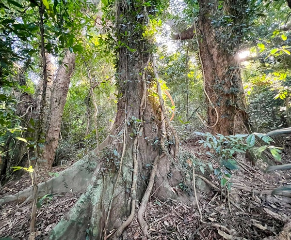 One of the tree survey sites at a Fung Shui Wood