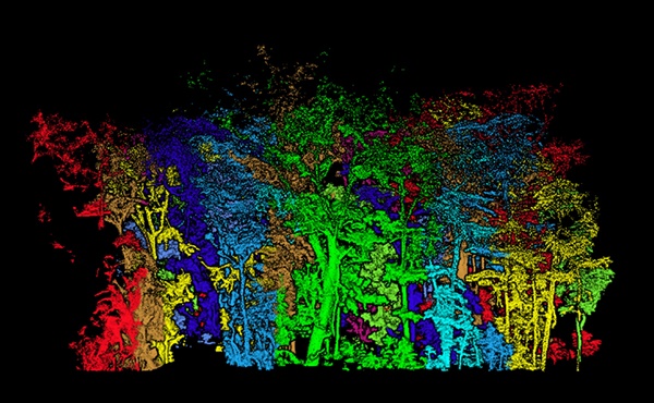 A 3D point cloud image of a Fung Shui Wood