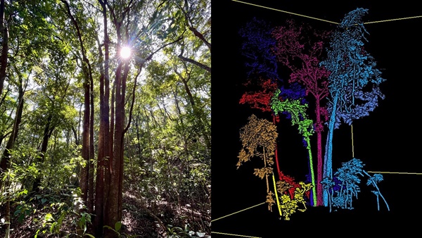 其中一棵树(左)及使用手持式移动光探测和测距 (LiDAR) 设备生成的影像(右)