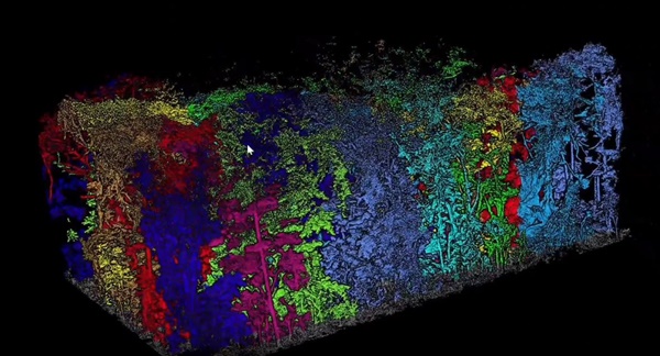Forest Carbon Stock Estimation in Hong Kong