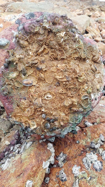 在石頭底下可找到獨特的生物群落