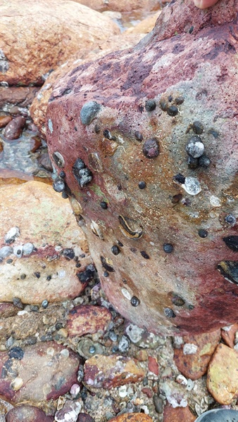 在石頭底下可找到獨特的生物群落