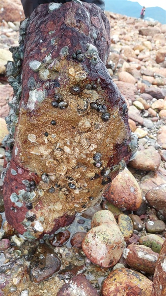 在石頭底下可找到獨特的生物群落