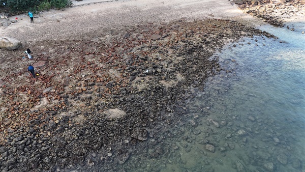 烏溪沙的礫石灘，其中雙殼類動物以石蠔（<em>Saccostrea cuccullata</em>）為主