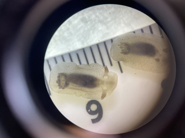 調查中發現的海蛞蝓