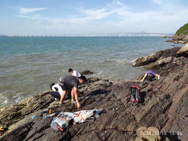 研究團隊在坪洲、西灣、大澳和榕樹凹進生態調查