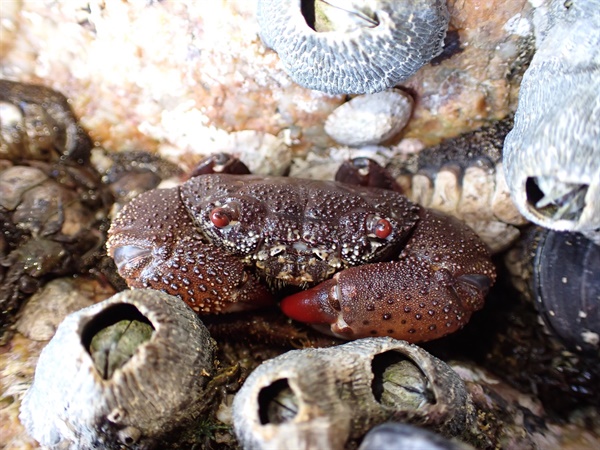 在南面水域的一處岩岸，可找到藏於在藤壼間的兇猛酋婦蟹(<em>Eriphia ferox</em>)