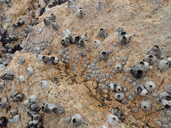 斗笠螺（<em>Cellana grata</em> ）常見於半開闊至開闊大浪的岩岸上潮帶