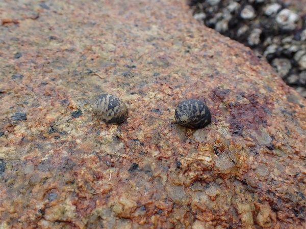 齒紋蜑螺（<em>Nerita yoldii</em>）主要在西面水域的岩岸找到