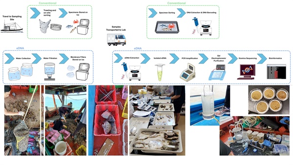 流程圖與照片對比底拖網採樣與環境DNA取水方法，以揭示香港豐富的海洋生物多樣性