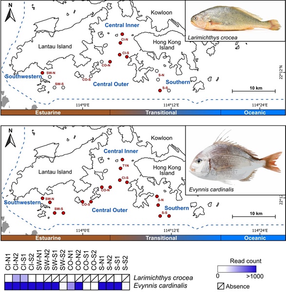 調查點中高保育等級瀕危魚類的分佈，如大黃魚（極度瀕危）和扯旗鱲（瀕危）。紅圈標示eDNA檢出到該物種的地點