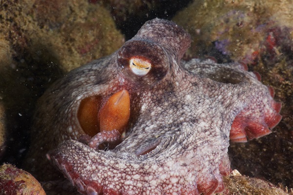 <em>Octopus sinensis</em>