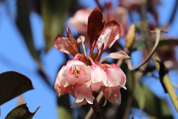吊鐘花