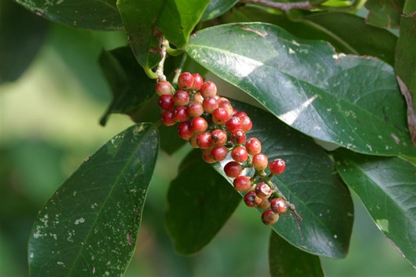 Chinese Laurel (<em>Antidesma bunius</em>) is a common plant species found in local lowland woodlands.