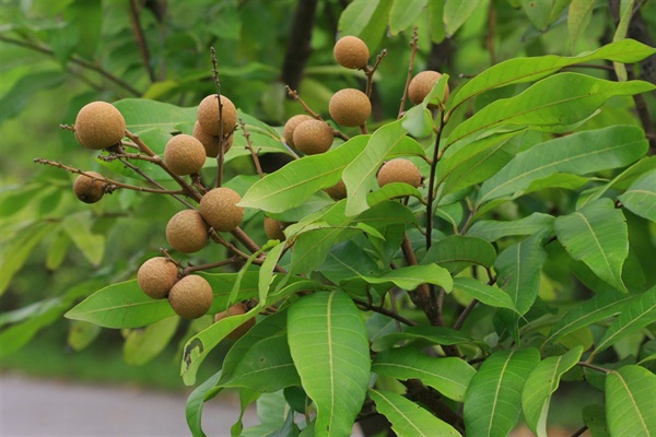Local villagers love planting fruit trees (e.g. Longan (<em>Dimocarpus longan</em>)) in Fung Shui Woods.