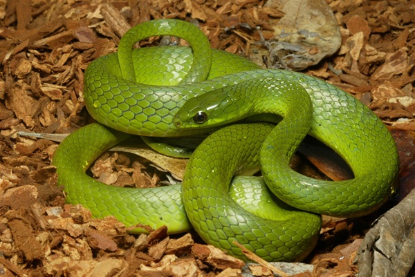 Snakes (e.g. Greater Green Snake (<em>Ptyas major</em>)) are not uncommon in local woodlands.