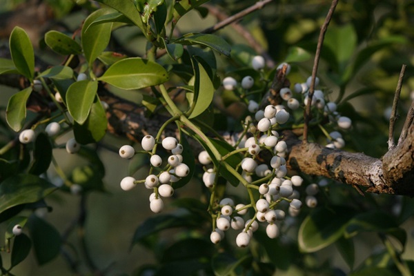 Woody climbers are common in woodland and shrubland (e.g. Creeping Psychotria (<em>Psychotria serpens</em>)).