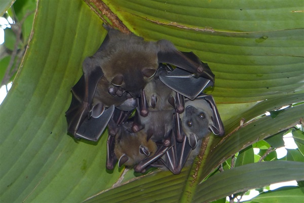 Short-nosed Fruit Bat (<em>Cynopterus sphinx</em>) is one of the important seed dispersers of local woodland plants. 